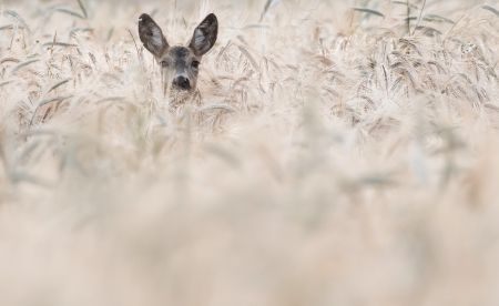 Deer - grass, outdoor, deeer, animals