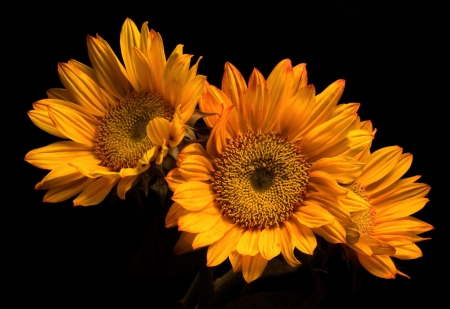 Sunflowers - flowers, petals, nature, bloom