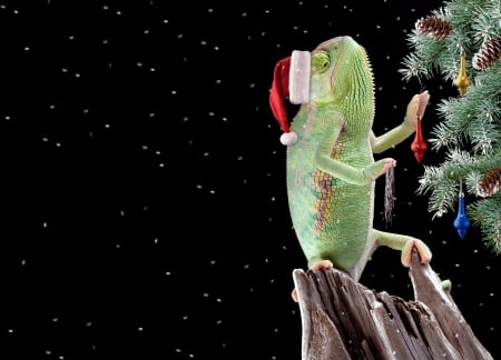 :D - craciun, hat, funny, black, deco, christmas, santa, green, tree, reptile, chameleon