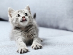 Little Kitten With Sticking Out Tongue