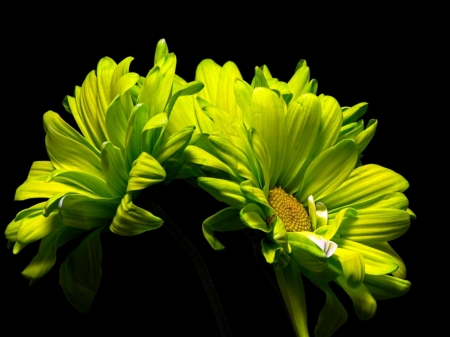 Beautiful Yellow Flowers - nature, sunflowers, yellow, petals, flowers