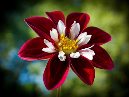 Lovely Flower - nature, macro, flower, petals