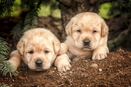 Cute puppies