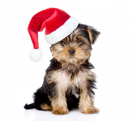 Christmas puppy - craciun, hat, puppy, christmas, caine, red, dog, animal, sant, cute, yorkshire terrier