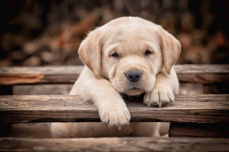 Puppy - animal, paw, cute, dog, caine, puppy, golden retriever