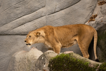 Beautiful Lioness - feline, whiskers, cat, wild