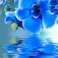 Blue orchids