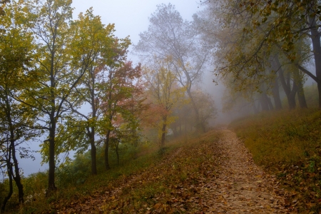 Foggy - fog, nature, autumn, amazing