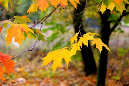 Beautiful Autumn - colors, nature, tree, autumn