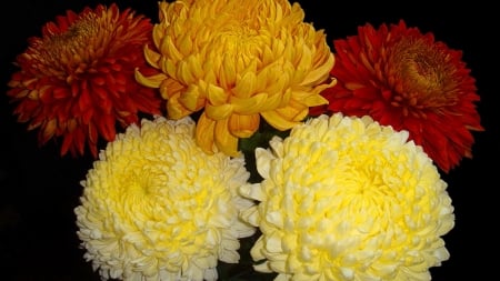 Happy colors - flower, yellow, coloe, red