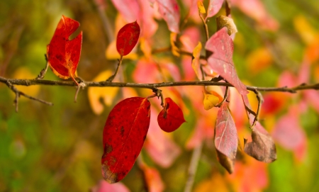 Autumn - nature, tree, amazing, autumn