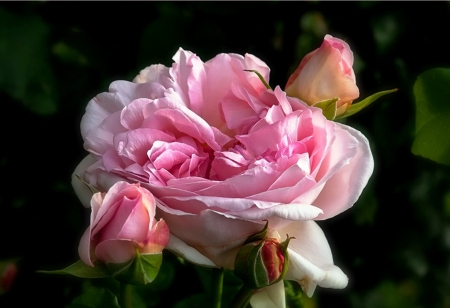 Roses - rose, flower, pink, amazing