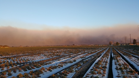 Thomas Fire, Ventura County, California - Field, Smoke, California, Fire, Strawberry, Sky, Ventura