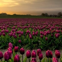 TULIPS