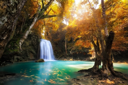 ENCHANTING FOREST NATURE - water, nature, splendor, landscape, stream, forest, tree