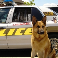 police dog