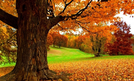 Autumn Park - leaves, nature, autumn, trees