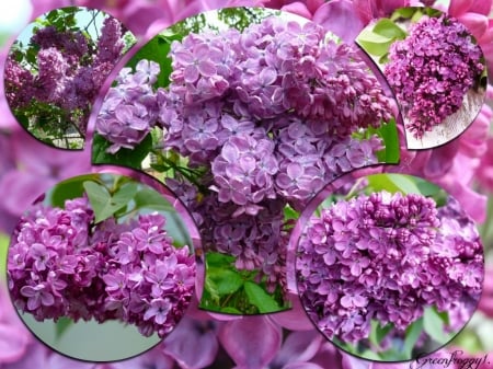 CIRCLES OF LILACS - flowers, circles, lilacs, art