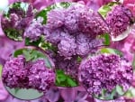 CIRCLES OF LILACS