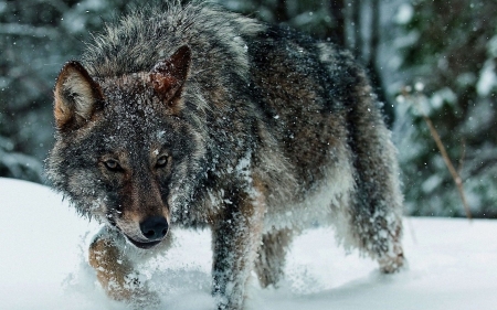 Wolf - wolf, iarna, lup, luminos, winter, animal, fantasy