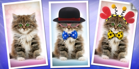 Kittens - tie, cat, fantasy, pisica, animal, kitten, funny, cute, bow, luminos