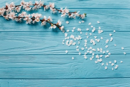 Happy Spring! - white, wood, petals, blue, card, blossom, flower, spring