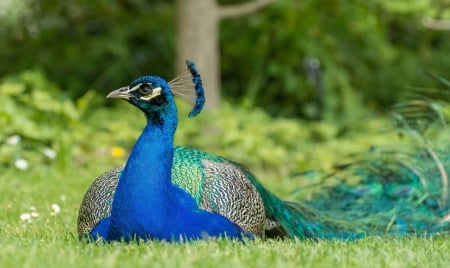 Peacock - paun, bird, summer, blue, feather, grass, peacock, green, pasare