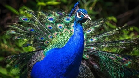 Peacock - paun, peacock, blue, green, pasare, feather