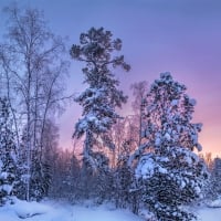 Enchanting Winter Forest Twilight