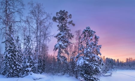 Enchanting Winter Forest Twilight