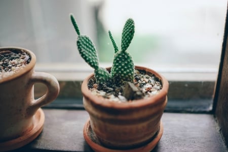 Cactus - cactus, nature, plant, green, pot