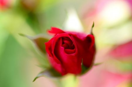 For You - rose, flower, love, red