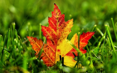 Colors of the Autumn - nature, fields, colors, autumn