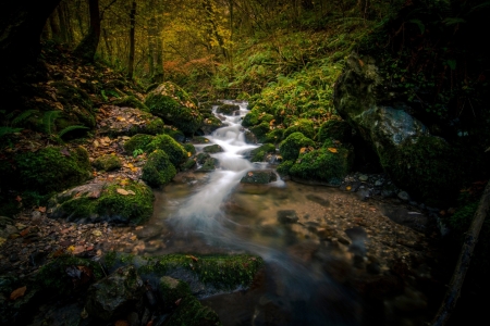 In the forest - river, forest, nature, tree