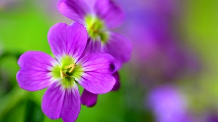 Purple flowers - love, amazing, purle, flower