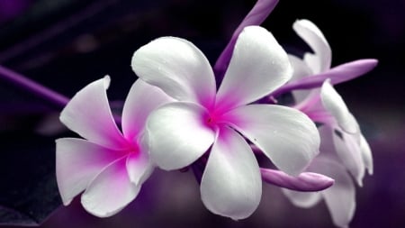 Purple and white - white, nature, purple, flower