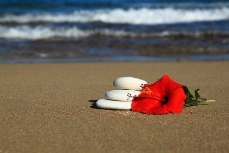 Red hibiscus - Sand, Stones, Wave, Hibiscus, Beach