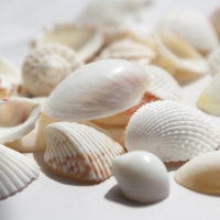 Sea Shells