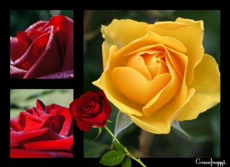 ROSES COLLAGE - Collages & Abstract Background Wallpapers on Desktop ...