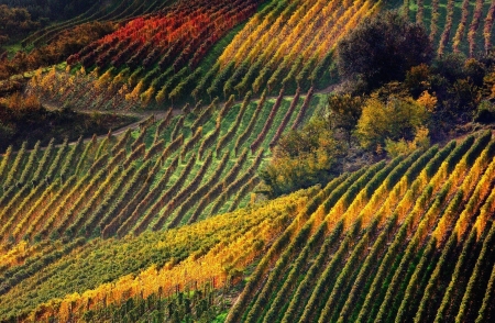 Autumn - vineyard, view from the top, autumn, yellow, red, green, toamna, texture