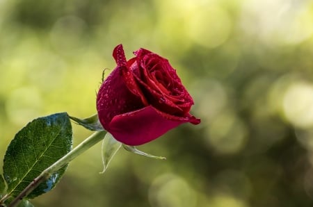 Red rose - bokeh, red, green, trandafir, rose, flower