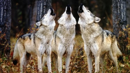 Chorus - wolf, animal, chorus, lup, howl