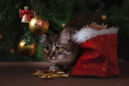 Kitten - craciun, cat, pet, bag, christmas, kitten, red, animal, cute