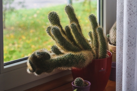 Cactus - Window, Nature, Green, Cactus, Plant