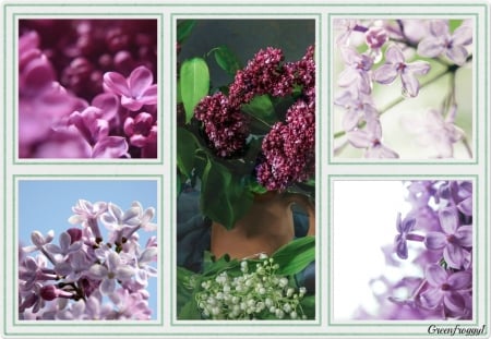 FRAMED LILACS - LILACS, FRAMED, FLOWERS, PRETTY