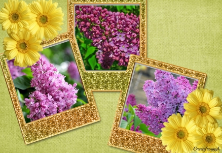 LOVELY FRAMED LILACS - LILACS, IMAGE, LOVELY, FRAMED