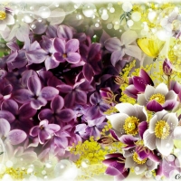 PRETTY LILACS