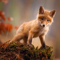 Fox cub