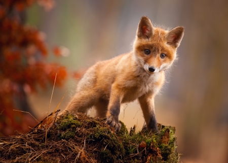 Fox cub - cub, animal, cute, baby, orange, vulpe, fox, autumn