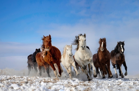 Horses - white, animal, winter, running, blue, iarna, cal, horse